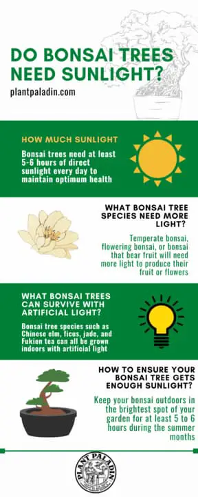 Do Bonsai Trees Need Sunlight?  infographic