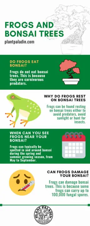 Frogs and bonsai trees