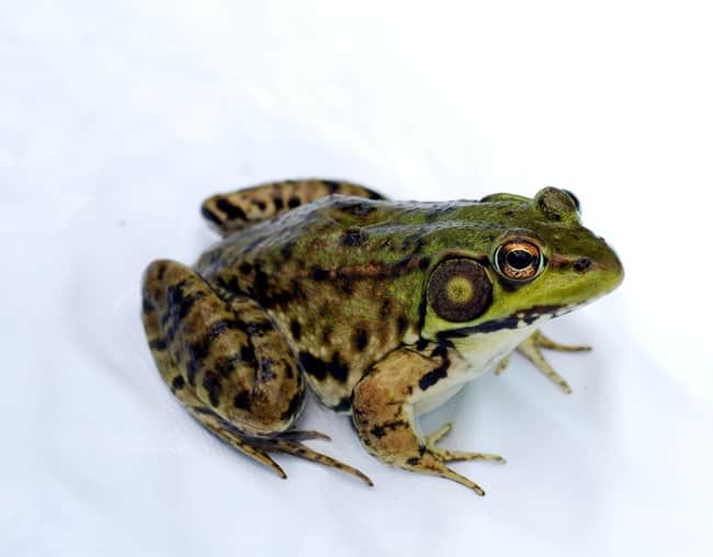 Do Frogs Eat Bonsai Trees