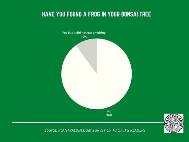 bonsai trees and frogs - survey results