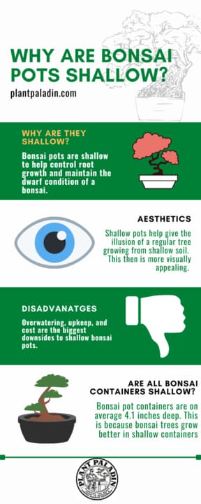 Why are bonsai pots shallow? infographic