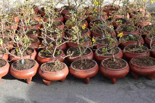 why are bonsai pots shallow?