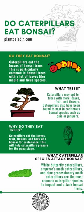 Do Caterpillars Eat Bonsai?