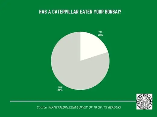 do caterpillar eat bonsai - survey results?