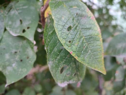 Caterpillar eating a leaf