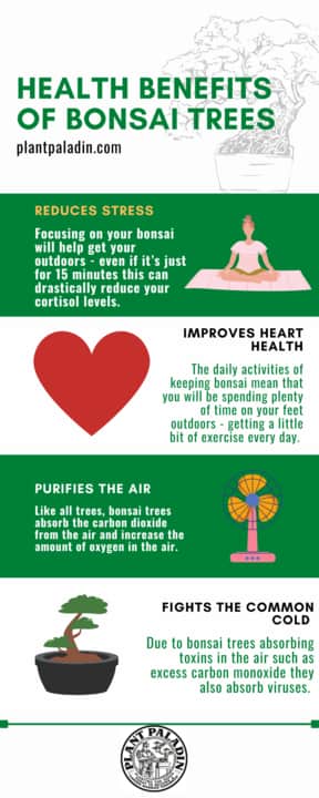 health benefits of bonsai trees - infographic