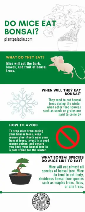 Do mice eat bonsai trees? infographic
