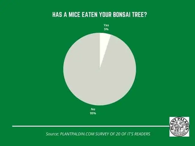Do mice eat bonsai trees? Survey results
