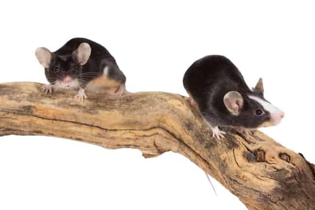Do mice eat bonsai trees?
