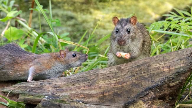 Do Rats Eat Bonsai Trees?