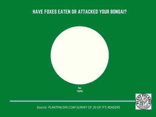 Do foxes eat bonsai trees - survey results