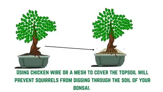 mesh pot to stop squirrels eating bonsai