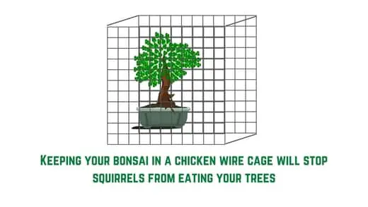 mesh cage to stop squirrels eating bonsai