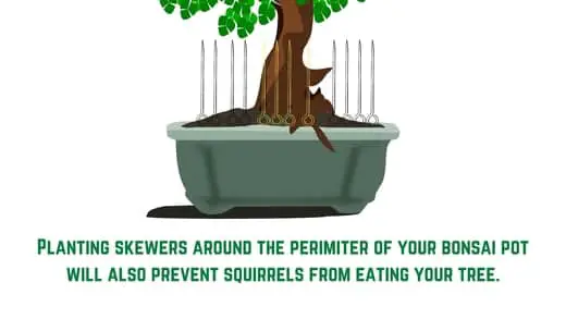 Skewers to prevent squirrels eating bonsai