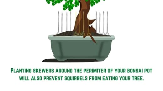 Skewers to prevent squirrels eating bonsai