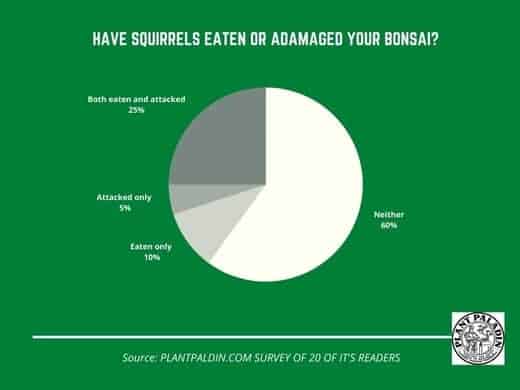 do squirrles eat bonsai trees? survey results