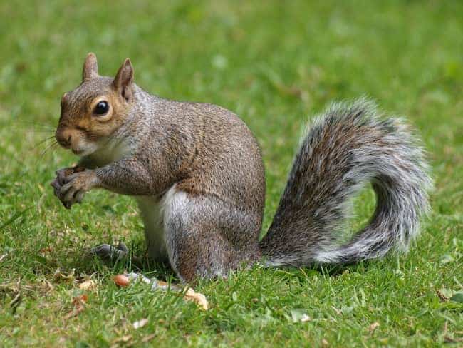 Do squirrels eat bonsai trees