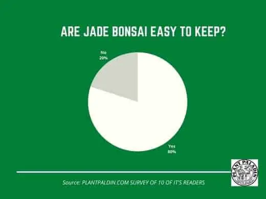 How to grow jade bonsai - survey