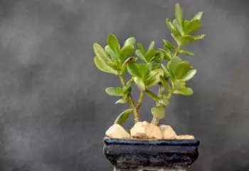 How To Grow Jade Bonsai Tree (18 Actionable Steps) 