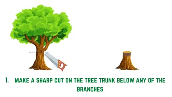 How to chop a bonsai trunk - step 1
