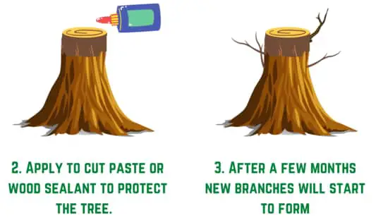 How to chop a bonsai trunk - step 2 &3