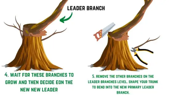 How to chop a bonsai trunk - step 4 & 5