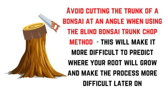 What to avoid with a blind bonsai trunk chop