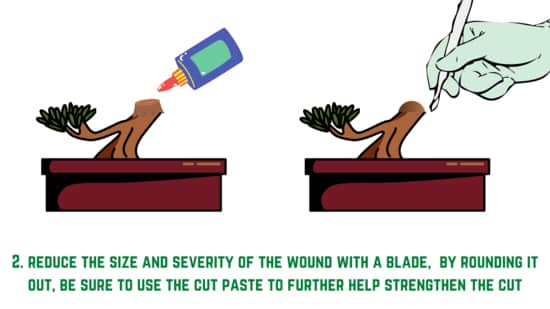 V-cut bonsai trunk chop - step 2