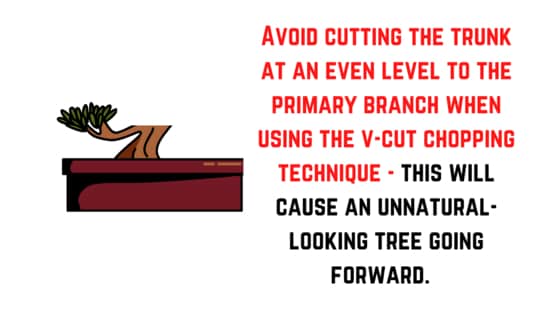 V-cut bonsai trunk chop - what to avoid