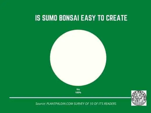 Sumo bonsai technique - survey