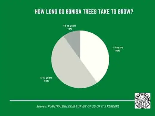 how long do bonsai trees take to grow? Survey