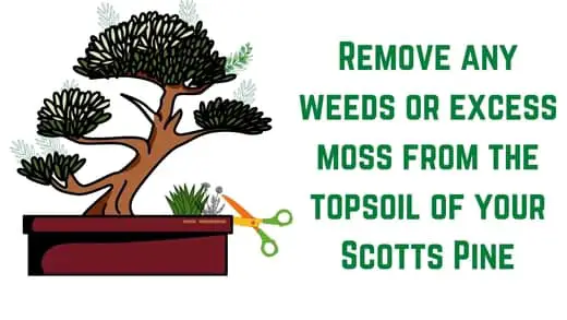 Scots pine bonsai training - step 1