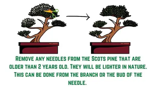Scots pine bonsai training - step 4