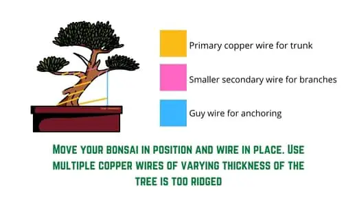 Scots pine bonsai training - step 6