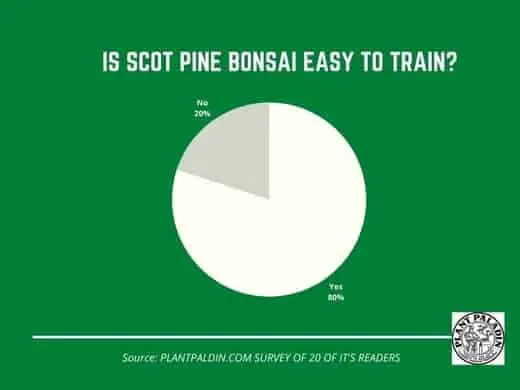 is scot pine easy to train - survey results