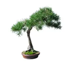Scots Pine Bonsai Training – The Complete Guide