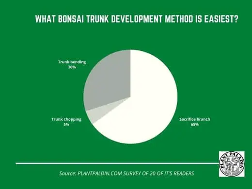 bonsai trunk development - study
