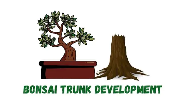 bonsai trunk development