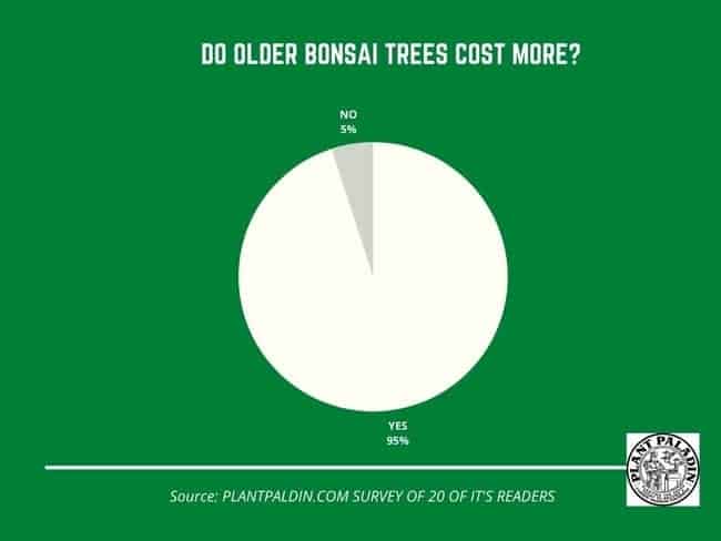 Do older bonsai trees cost more? - Study