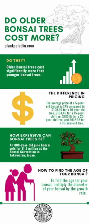 Do older bonsai trees cost more? - infographic