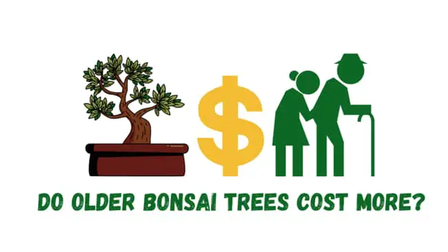 Do older bonsai trees cost more?