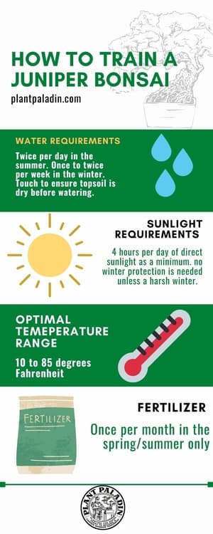 How To Train A Juniper Bonsai Tree - infographic