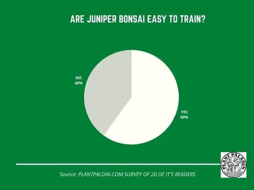 Are juniper bonsai easy to train? - survey results