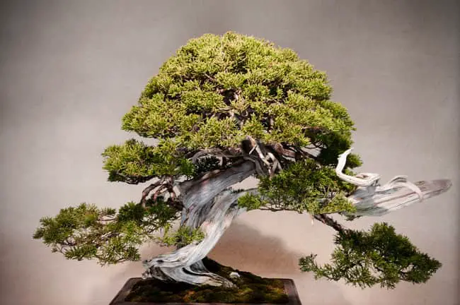 Are juniper bonsai easy to train?
