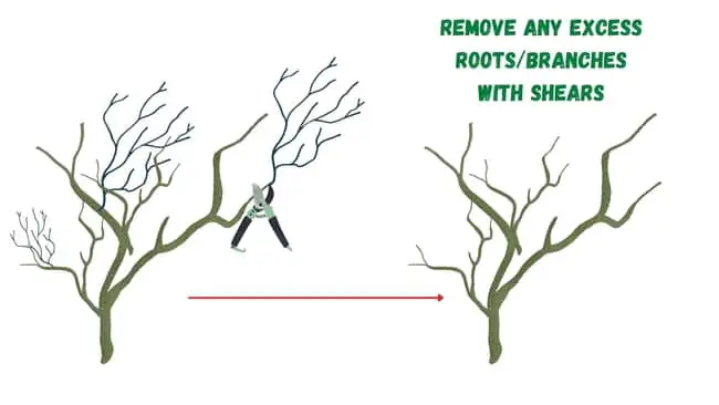 Remove any rootlets