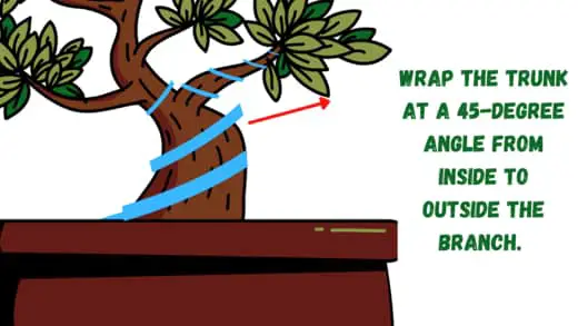 single wire bonsai technique