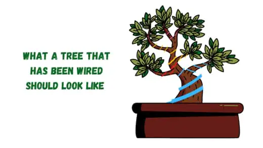 how to shape a bonsai with wire 