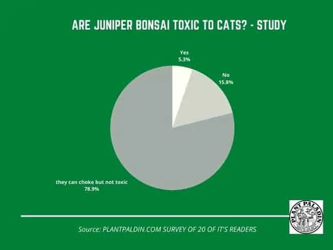 Are juniper bonsai toxic to cats? - Study 