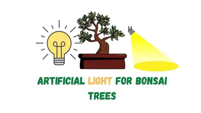 Artificial Light For Bonsai Trees