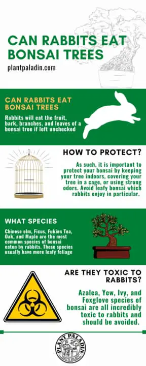 Can rabbits eat bonsai trees - infographic